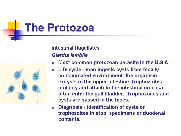 The Protozoa Intestinal flagellates Giardia lamblia n Most common protozoan parasite in the U.