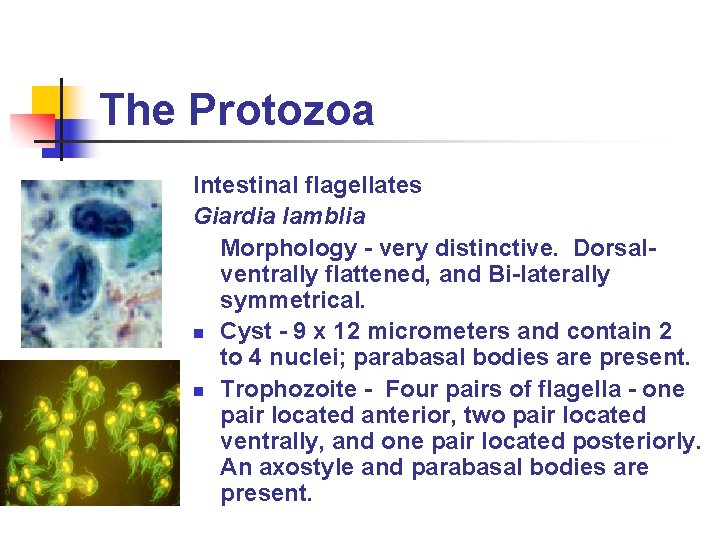 The Protozoa Intestinal flagellates Giardia lamblia Morphology - very distinctive. Dorsalventrally flattened, and Bi-laterally