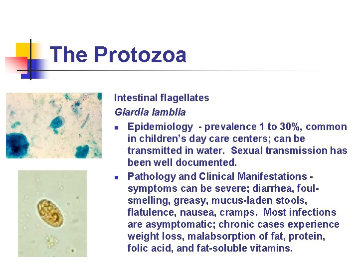 The Protozoa Intestinal flagellates Giardia lamblia n Epidemiology - prevalence 1 to 30%, common The Protozoa Intestinal flagellates Giardia lamblia n Epidemiology - prevalence 1 to 30%, common