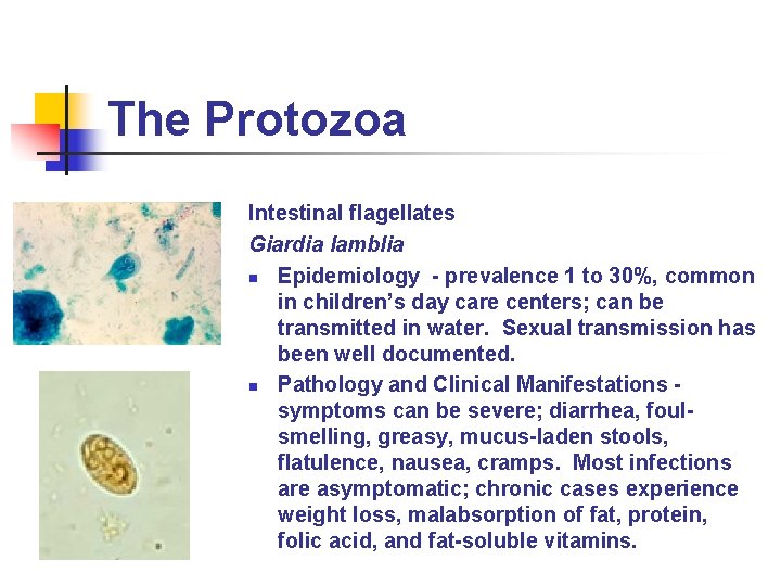 The Protozoa Intestinal flagellates Giardia lamblia n Epidemiology - prevalence 1 to 30%, common