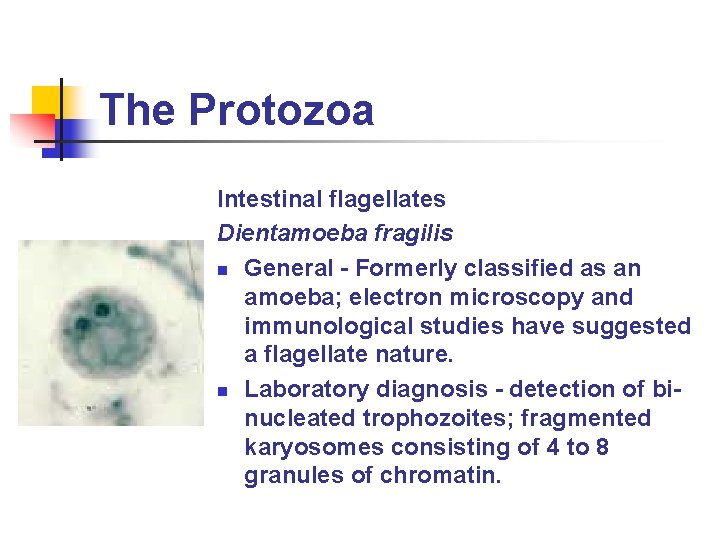 The Protozoa Intestinal flagellates Dientamoeba fragilis n General - Formerly classified as an amoeba;
