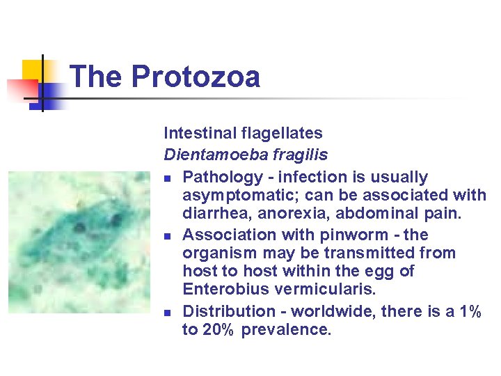 The Protozoa Intestinal flagellates Dientamoeba fragilis n Pathology - infection is usually asymptomatic; can