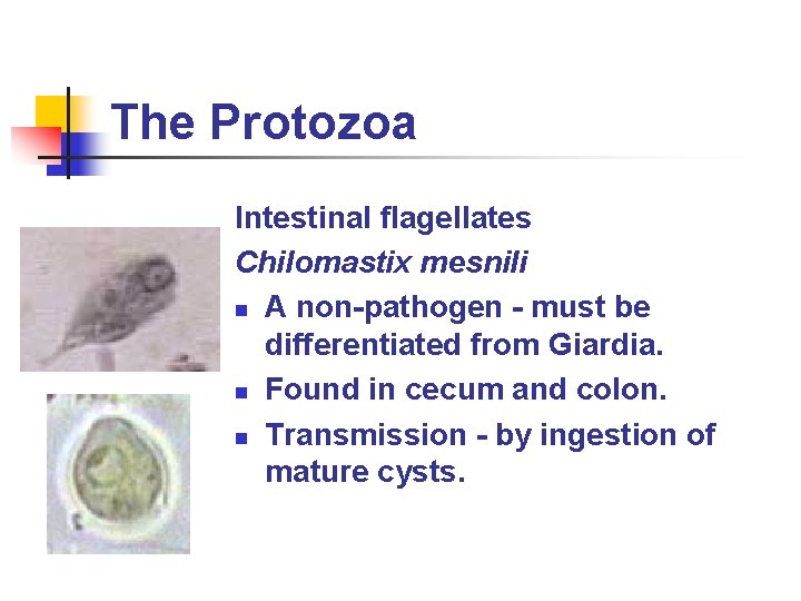 The Protozoa Intestinal flagellates Chilomastix mesnili n A non-pathogen - must be differentiated from