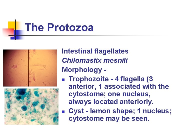 The Protozoa Intestinal flagellates Chilomastix mesnili Morphology n Trophozoite - 4 flagella (3 anterior,