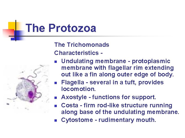 The Protozoa The Trichomonads Characteristics n Undulating membrane - protoplasmic membrane with flagellar rim The Protozoa The Trichomonads Characteristics n Undulating membrane - protoplasmic membrane with flagellar rim