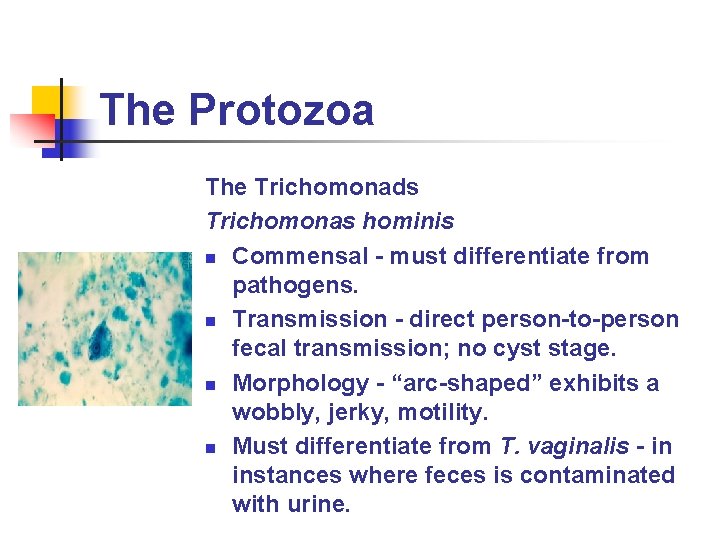 The Protozoa The Trichomonads Trichomonas hominis n Commensal - must differentiate from pathogens. n