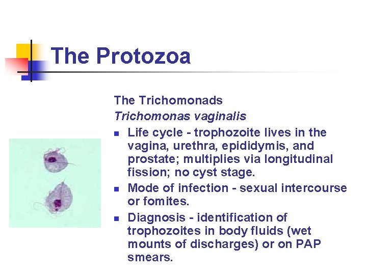 The Protozoa The Trichomonads Trichomonas vaginalis n Life cycle - trophozoite lives in the