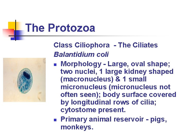 The Protozoa Class Ciliophora - The Ciliates Balantidium coli n Morphology - Large, oval