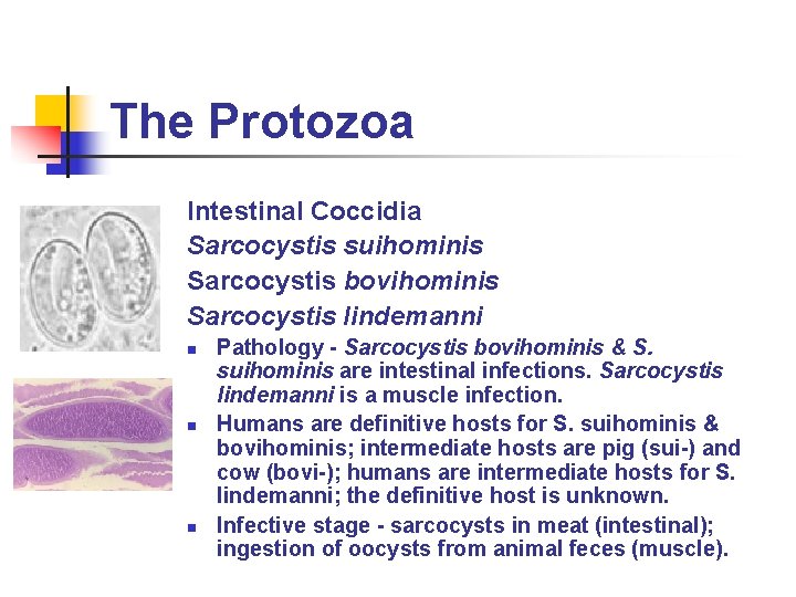 The Protozoa Intestinal Coccidia Sarcocystis suihominis Sarcocystis bovihominis Sarcocystis lindemanni n n n Pathology The Protozoa Intestinal Coccidia Sarcocystis suihominis Sarcocystis bovihominis Sarcocystis lindemanni n n n Pathology