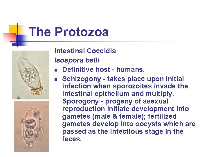 The Protozoa Intestinal Coccidia Isospora belli n Definitive host - humans. n Schizogony - The Protozoa Intestinal Coccidia Isospora belli n Definitive host - humans. n Schizogony -