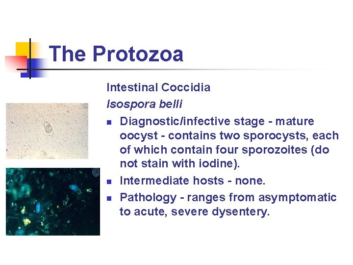The Protozoa Intestinal Coccidia Isospora belli n Diagnostic/infective stage - mature oocyst - contains
