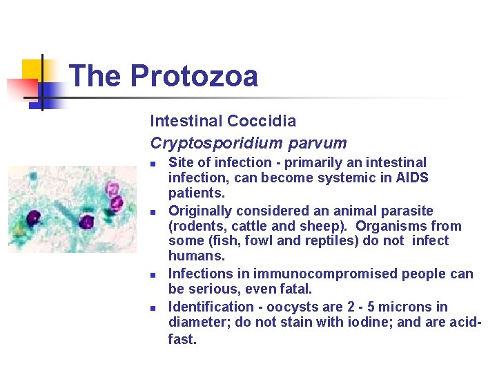 The Protozoa Intestinal Coccidia Cryptosporidium parvum n n Site of infection - primarily an The Protozoa Intestinal Coccidia Cryptosporidium parvum n n Site of infection - primarily an