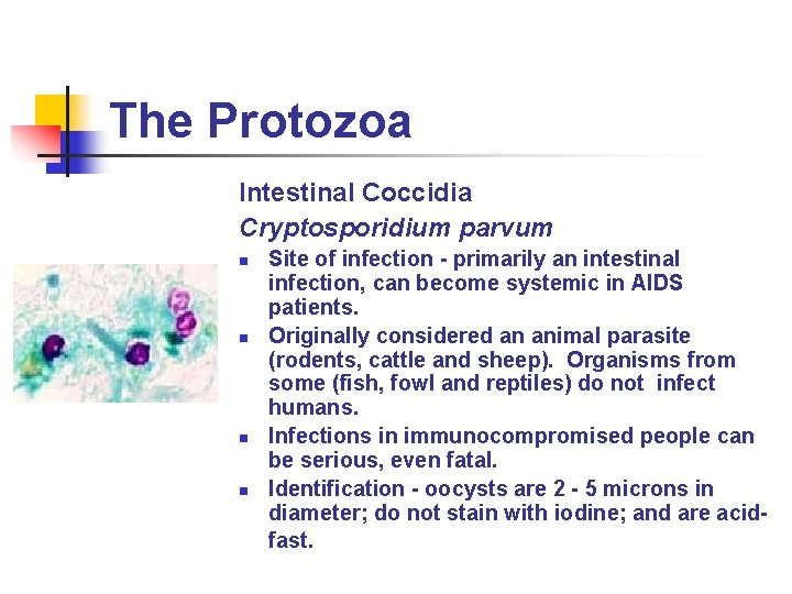 The Protozoa Intestinal Coccidia Cryptosporidium parvum n n Site of infection - primarily an