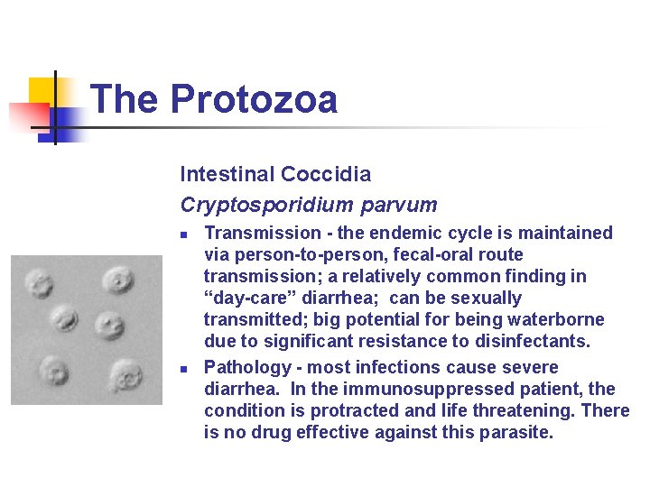 The Protozoa Intestinal Coccidia Cryptosporidium parvum n n Transmission - the endemic cycle is