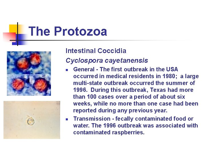 The Protozoa Intestinal Coccidia Cyclospora cayetanensis n n General - The first outbreak in