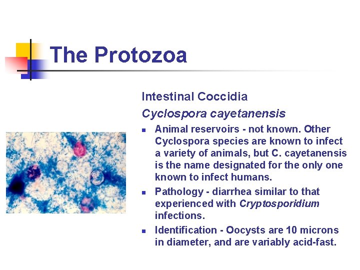 The Protozoa Intestinal Coccidia Cyclospora cayetanensis n n n Animal reservoirs - not known. The Protozoa Intestinal Coccidia Cyclospora cayetanensis n n n Animal reservoirs - not known.