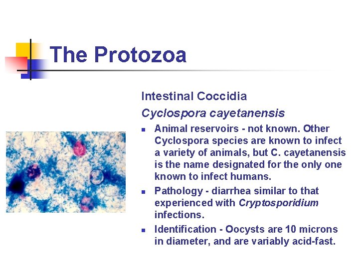 The Protozoa Intestinal Coccidia Cyclospora cayetanensis n n n Animal reservoirs - not known.