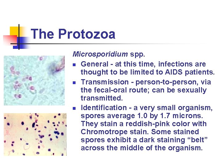The Protozoa Microsporidium spp. n General - at this time, infections are thought to