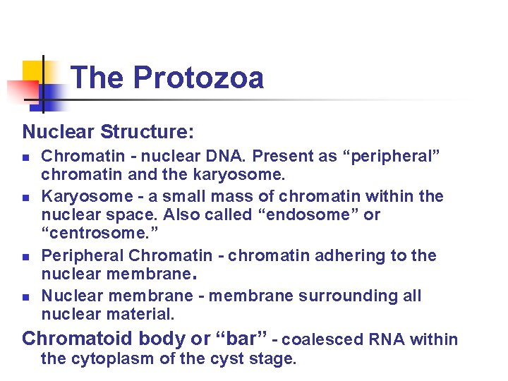 The Protozoa Nuclear Structure: n n Chromatin - nuclear DNA. Present as “peripheral” chromatin