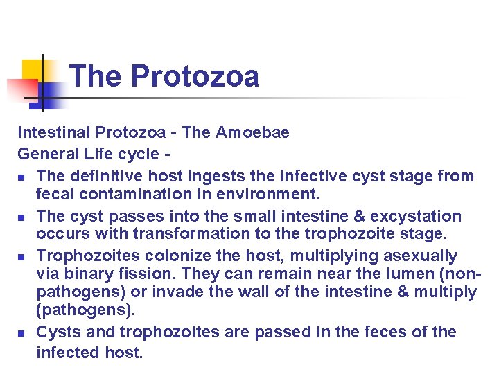 The Protozoa Intestinal Protozoa - The Amoebae General Life cycle n The definitive host
