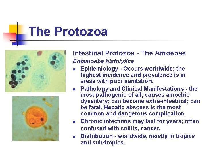 The Protozoa Intestinal Protozoa - The Amoebae Entamoeba histolytica n Epidemiology - Occurs worldwide; The Protozoa Intestinal Protozoa - The Amoebae Entamoeba histolytica n Epidemiology - Occurs worldwide;