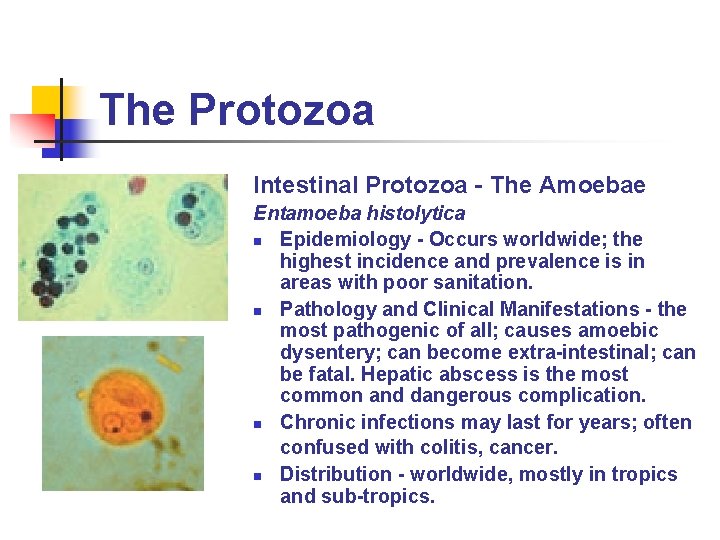 The Protozoa Intestinal Protozoa - The Amoebae Entamoeba histolytica n Epidemiology - Occurs worldwide;