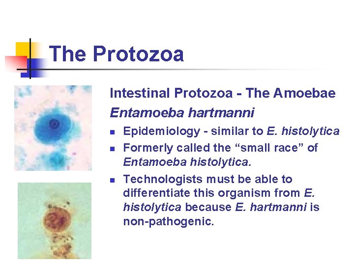 The Protozoa Intestinal Protozoa - The Amoebae Entamoeba hartmanni n n n Epidemiology -