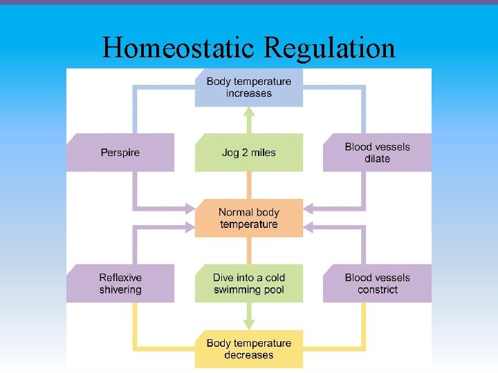 Homeostatic Regulation 