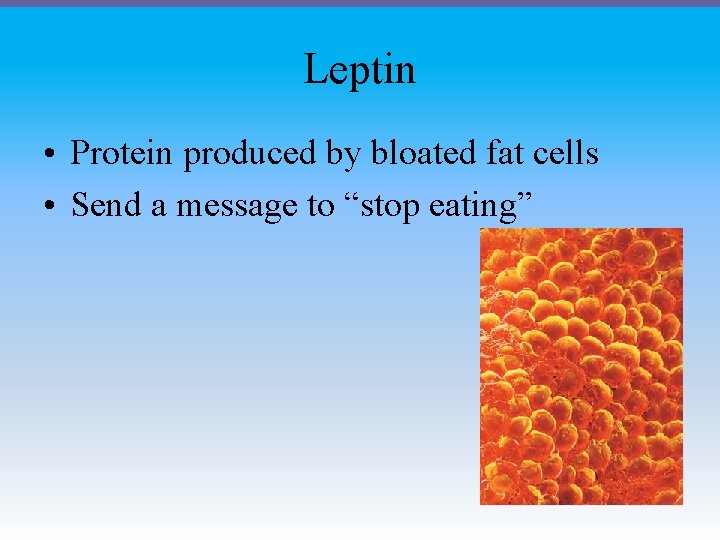 Leptin • Protein produced by bloated fat cells • Send a message to “stop