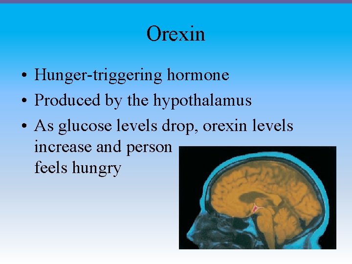 Orexin • Hunger-triggering hormone • Produced by the hypothalamus • As glucose levels drop,