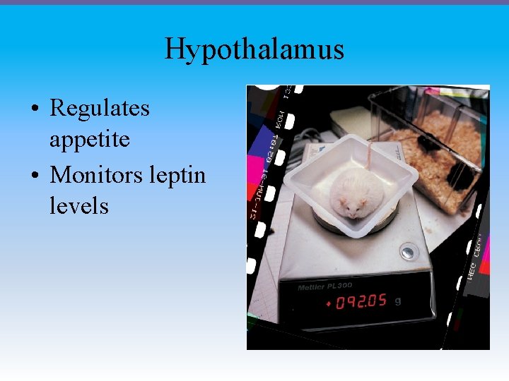 Hypothalamus • Regulates appetite • Monitors leptin levels 