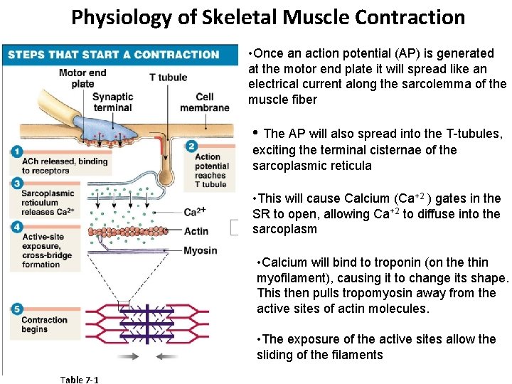 Physiology of Skeletal Muscle Contraction • Once an action potential (AP) is generated at