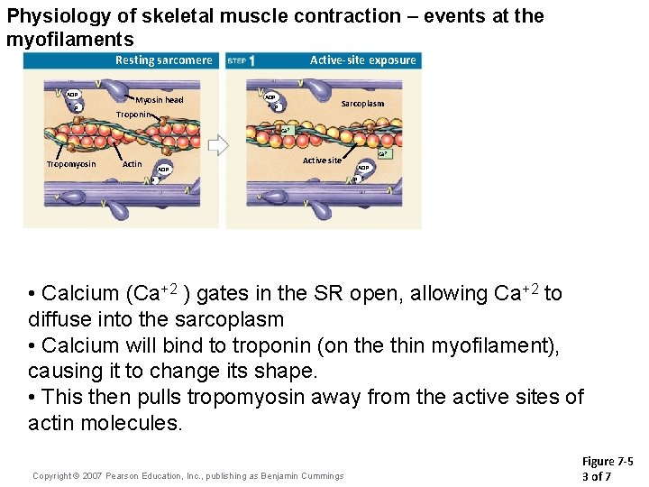Physiology of skeletal muscle contraction – events at the myofilaments Resting sarcomere ADP +