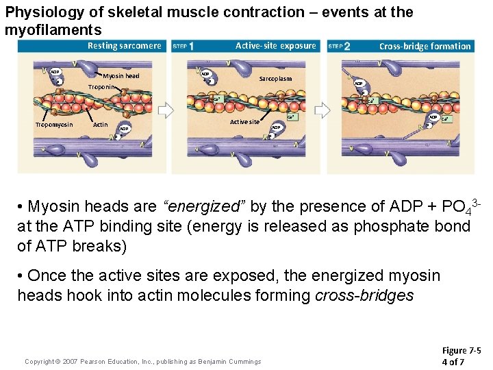 Physiology of skeletal muscle contraction – events at the myofilaments Resting sarcomere ADP + Physiology of skeletal muscle contraction – events at the myofilaments Resting sarcomere ADP +