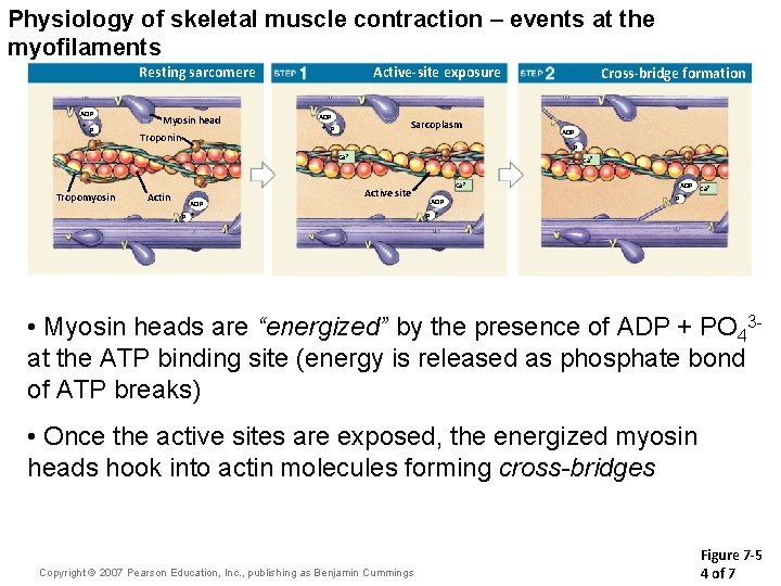 Physiology of skeletal muscle contraction – events at the myofilaments Resting sarcomere ADP +