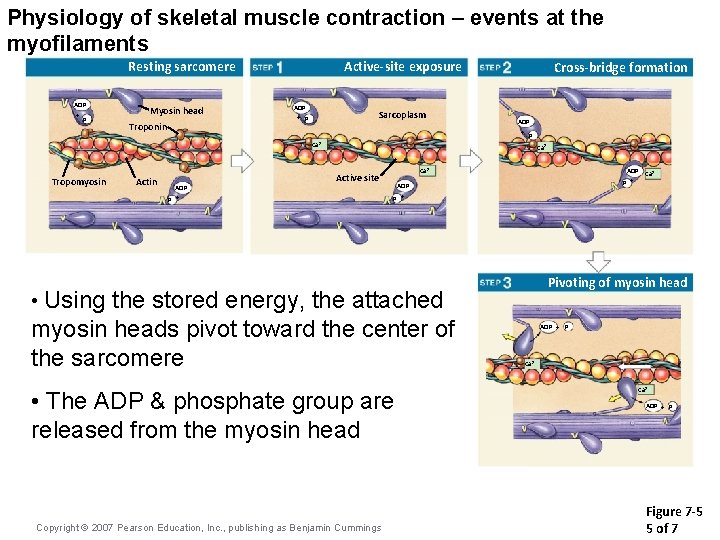 Physiology of skeletal muscle contraction – events at the myofilaments Resting sarcomere ADP +