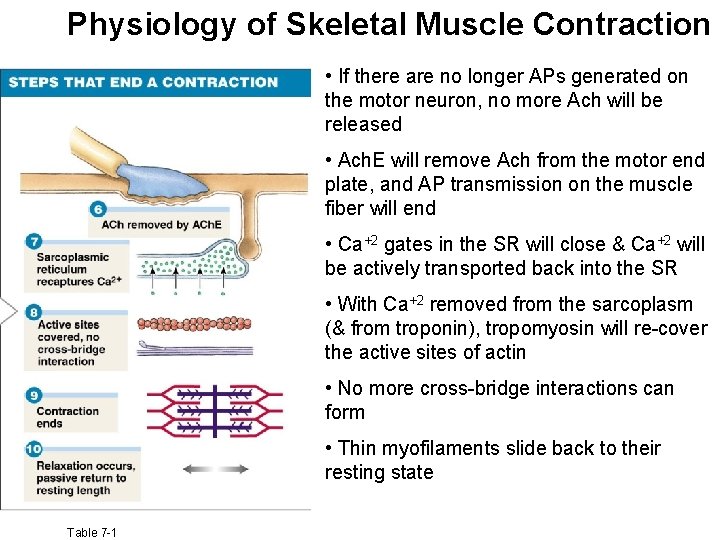 Physiology of Skeletal Muscle Contraction • If there are no longer APs generated on
