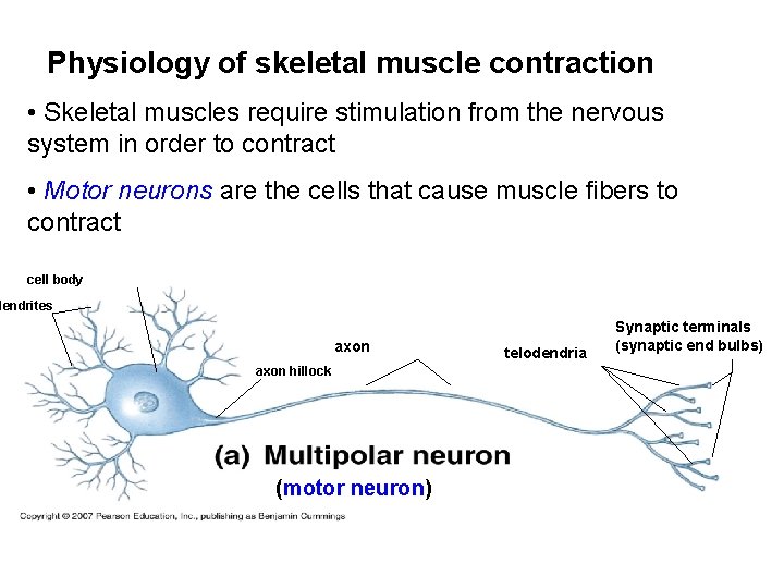 Physiology of skeletal muscle contraction • Skeletal muscles require stimulation from the nervous system