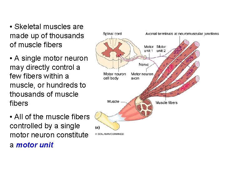  • Skeletal muscles are made up of thousands of muscle fibers • A