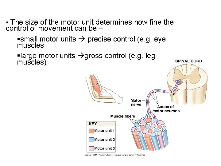 § The size of the motor unit determines how fine the control of movement