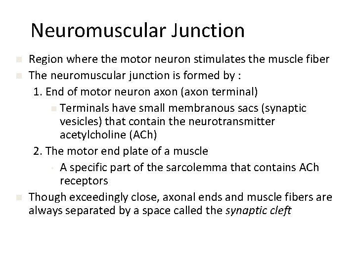 Neuromuscular Junction n Region where the motor neuron stimulates the muscle fiber The neuromuscular