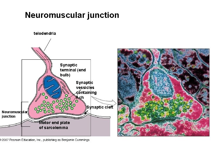 Neuromuscular junction telodendria Synaptic terminal (end bulb) Synaptic vessicles containing Ach Synaptic cleft Neuromuscular