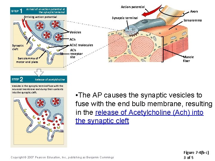 Action potential Arrival of an action potential at the synaptic terminal Arriving action potential