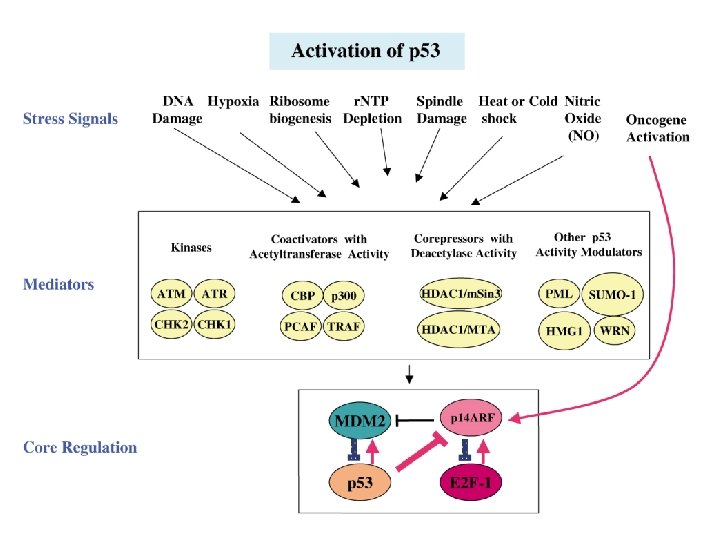 MODEL OF P 53MDM 2 SIGNALING PATHWAY Krzysztof