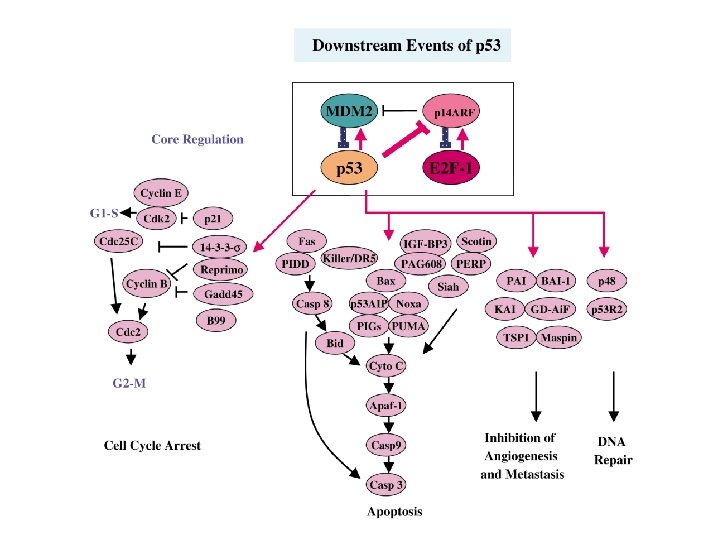 MODEL OF P 53MDM 2 SIGNALING PATHWAY Krzysztof