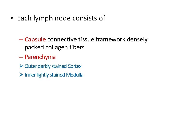  • Each lymph node consists of – Capsule connective tissue framework densely packed