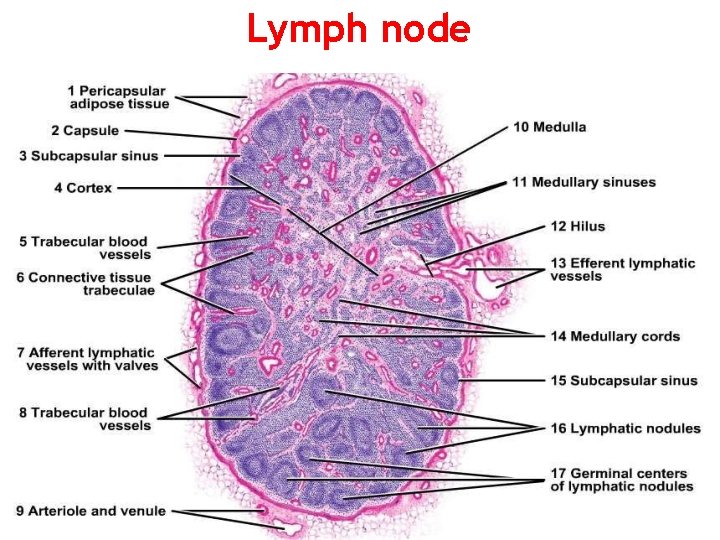 Lymph node 