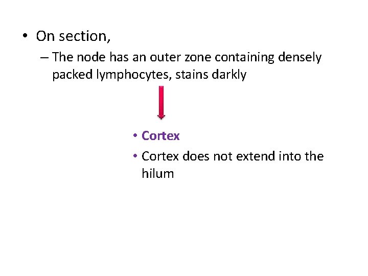  • On section, – The node has an outer zone containing densely packed