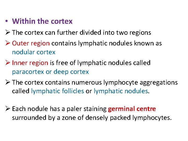  • Within the cortex The cortex can further divided into two regions Outer