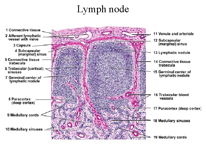 Lymph node 